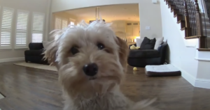 Dog kisses Ring camera