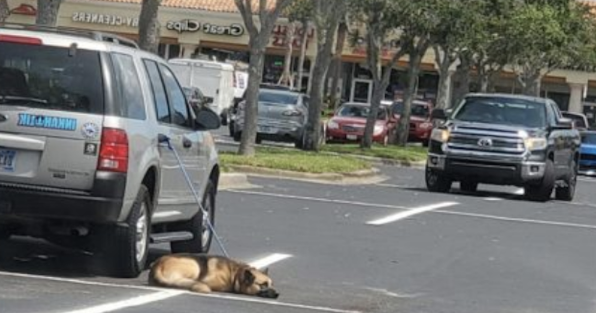 Dog Tethered to Car
