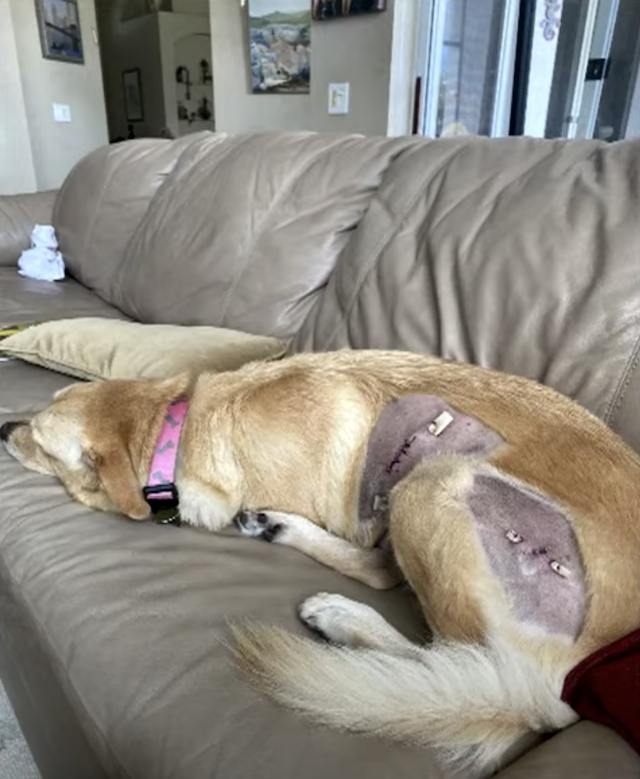 Dog after alligator bite surgery
