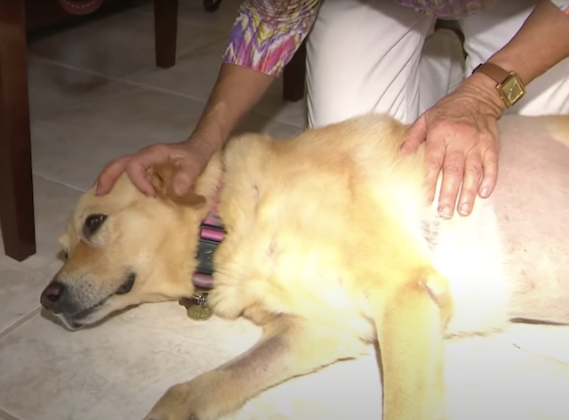 Dog recovers from alligator bites