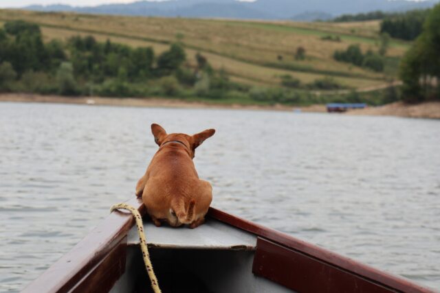 Dog riding in boat