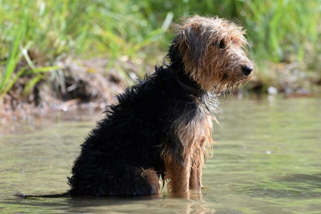 Dog standing in lake water