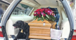 Dog stays by casket