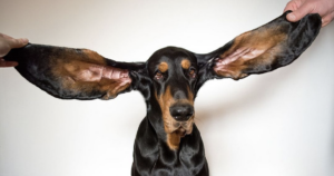 Dog with longest ears