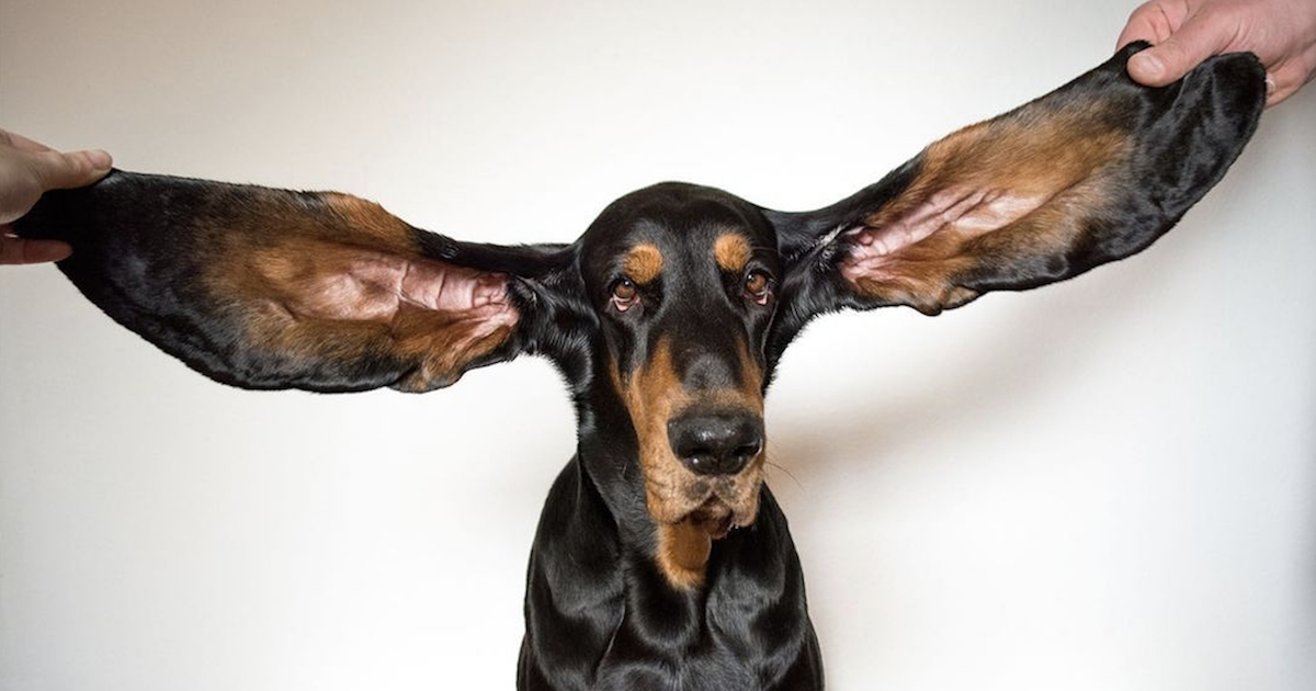 Hound’s Long, Floppy Ears Earn Her A Guinness World Record