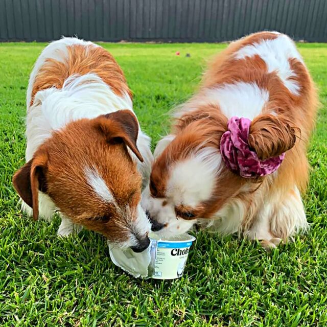 Dogs eating Chobani yogurt
