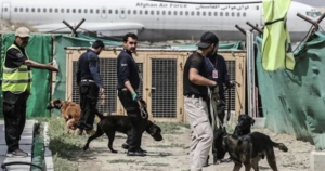 Dogs in Kabul Airport