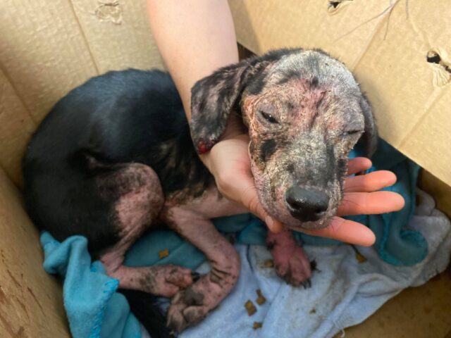 Emaciated puppy in box