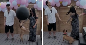 Failed gender reveal