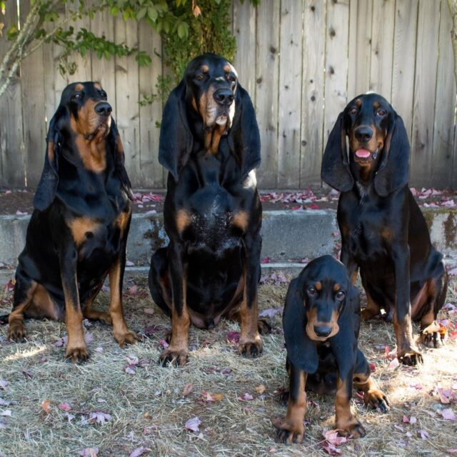 Four long-eared Coonhounds