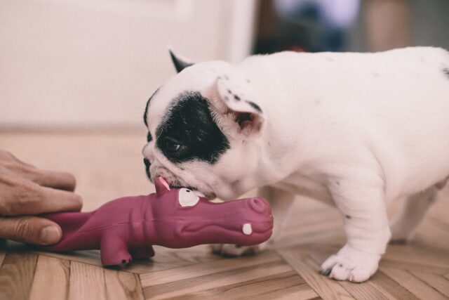 Franse Bulldog puppy spelen met speelgoed
