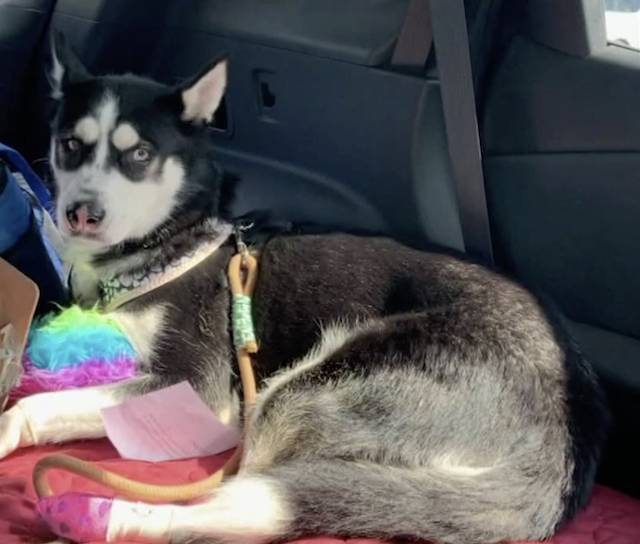 Husky rescued from SUV dragging