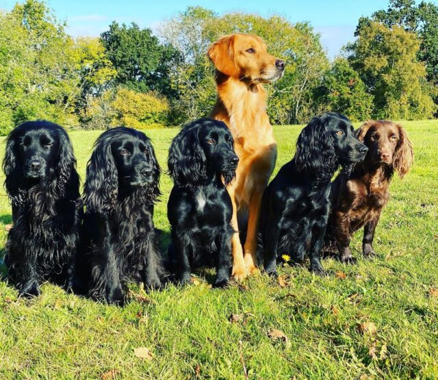 James Middleton Six Dogs