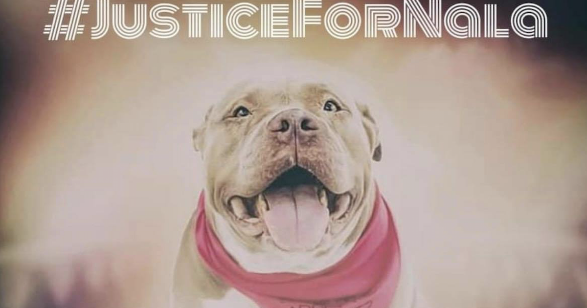 Justice for Nala