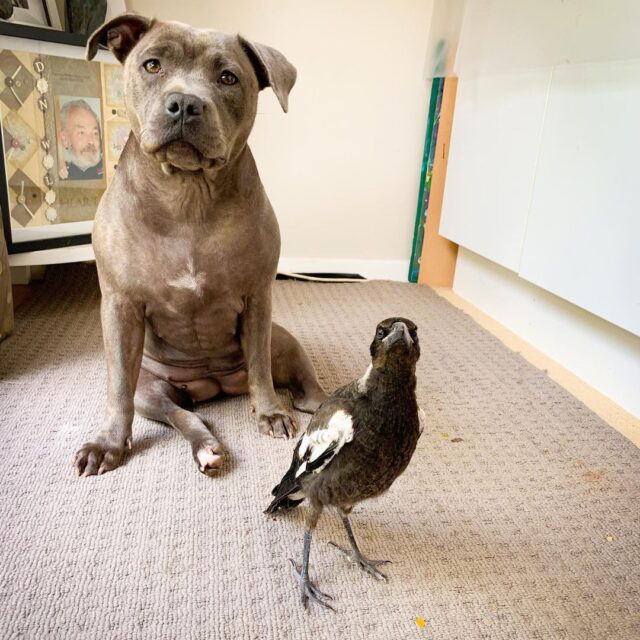 Magpie and Pit Bull