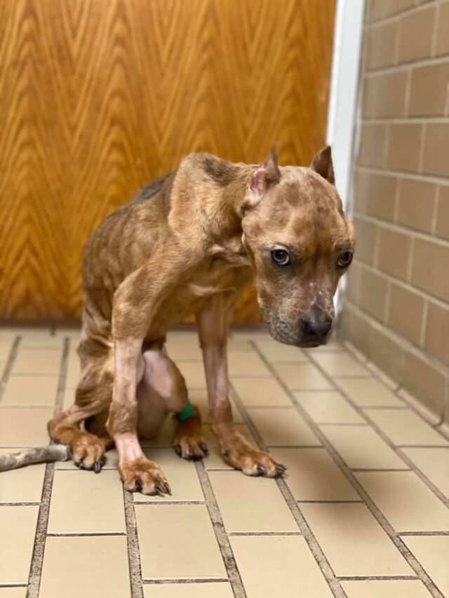 Malnourished dog abandoned