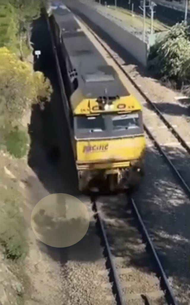 Man and dog run off train tracks
