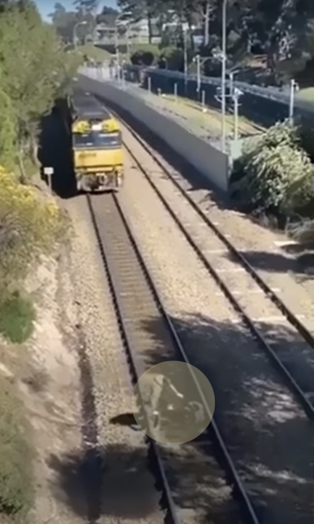 Man saving dog on railroad tracks