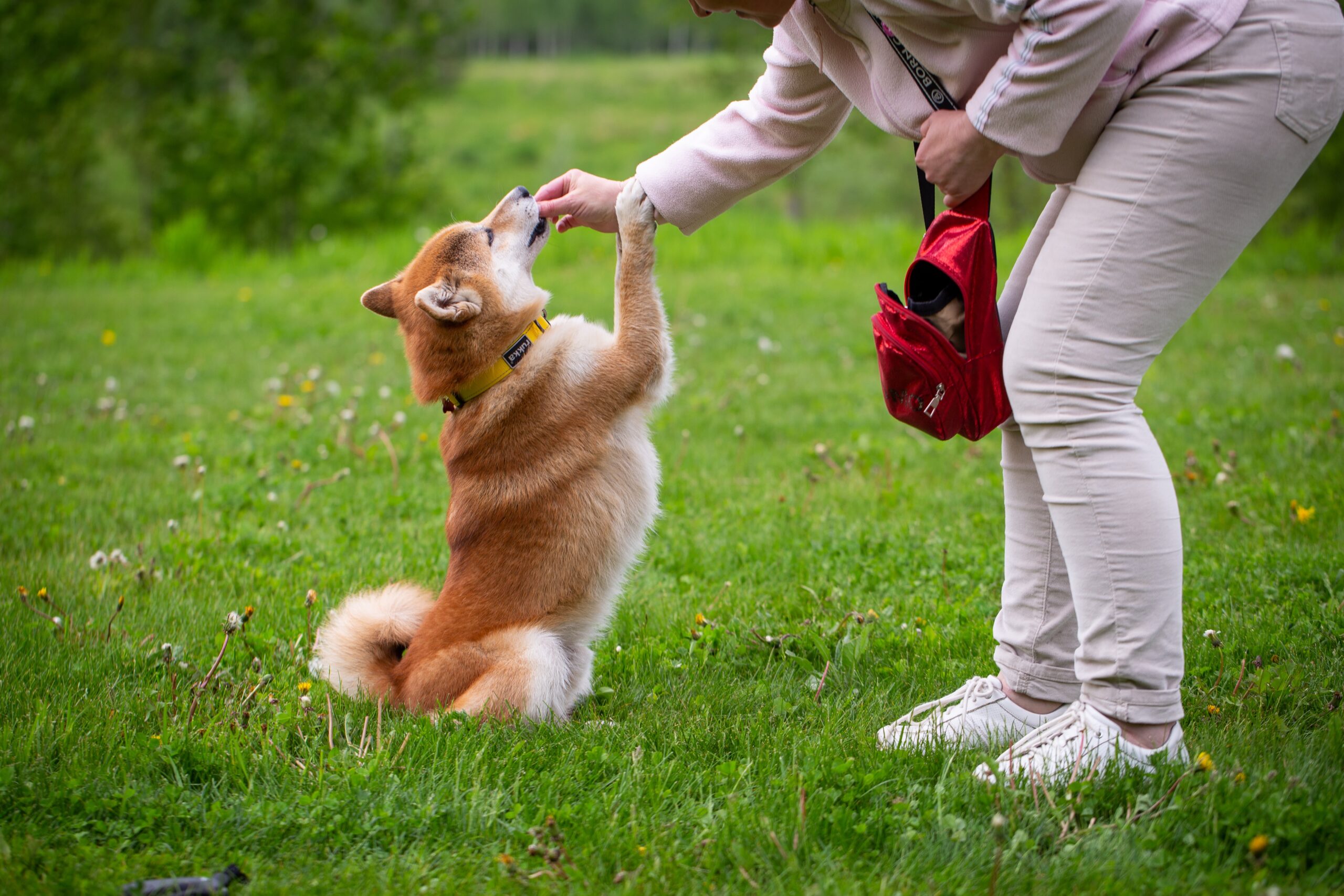 Person training dog