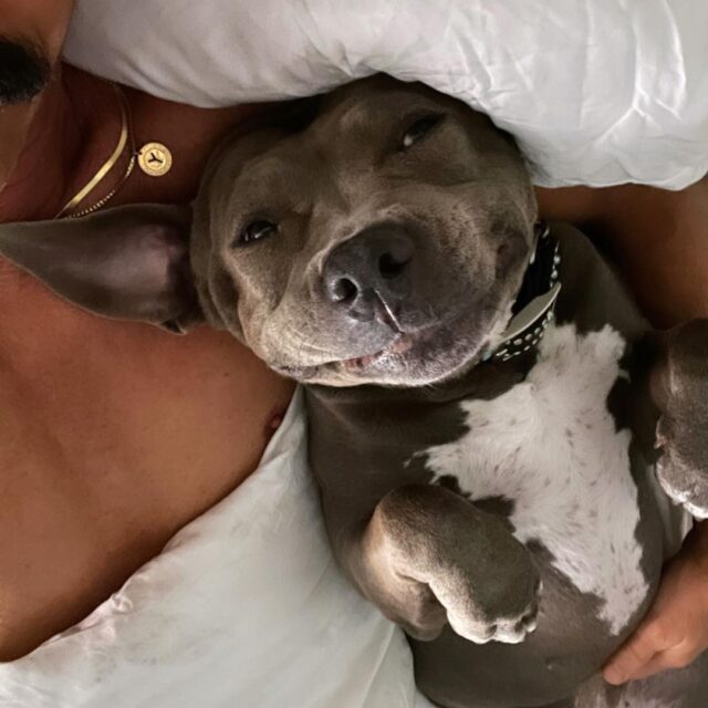 Pit Bull Cuddling with Adopter