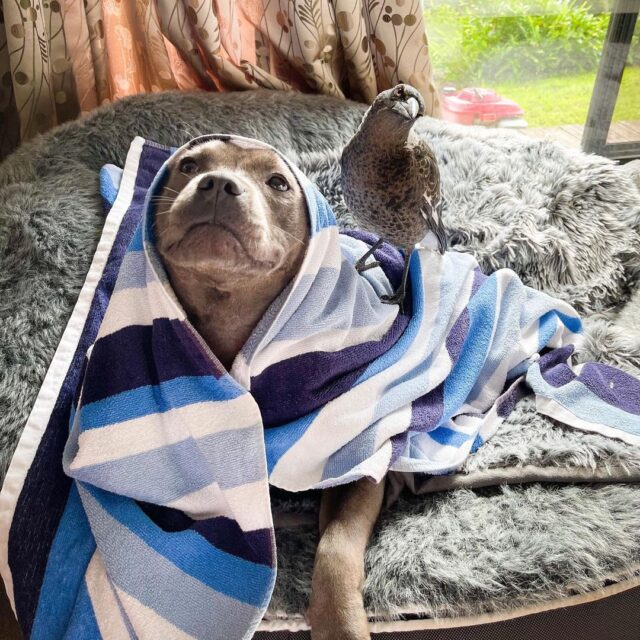 Pit Bull and Magpie under towel
