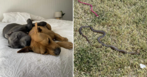 Pit Bull bit by snake