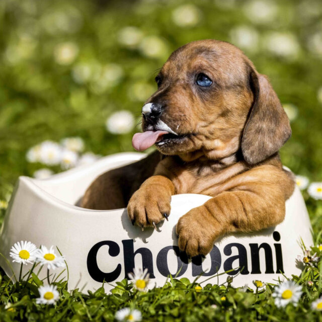 Puppy loves Chobani yogurt