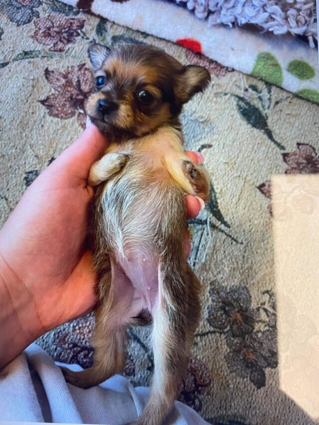 Puppy with no front legs