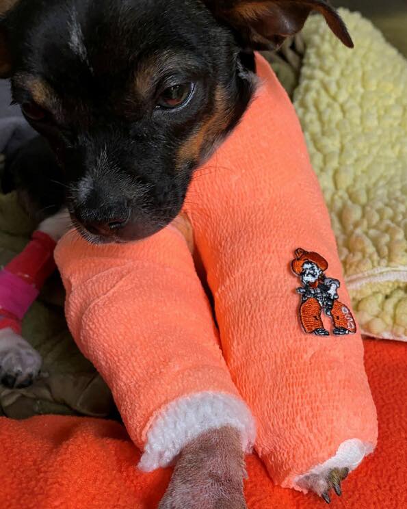 Puppy with giant casts