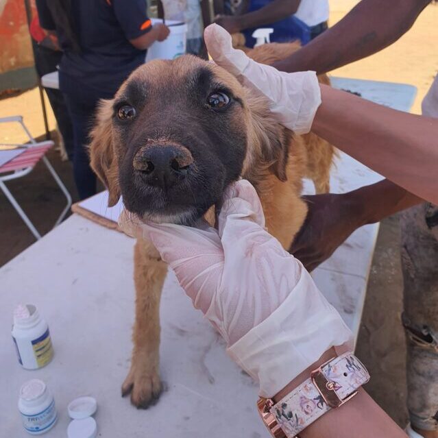 Stray dog at shelter