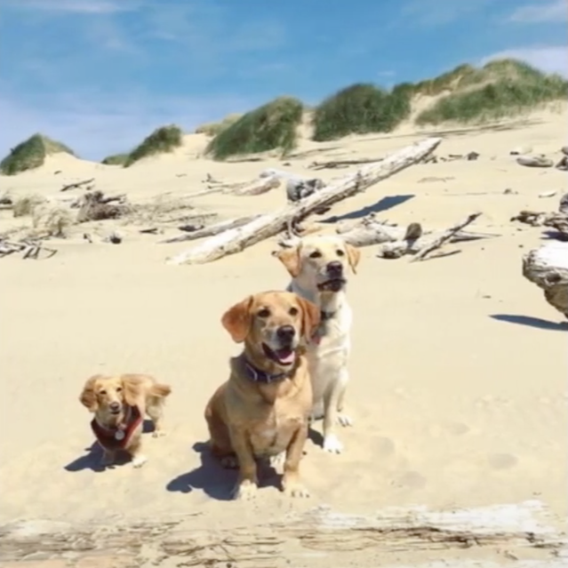 Three dogs at beach
