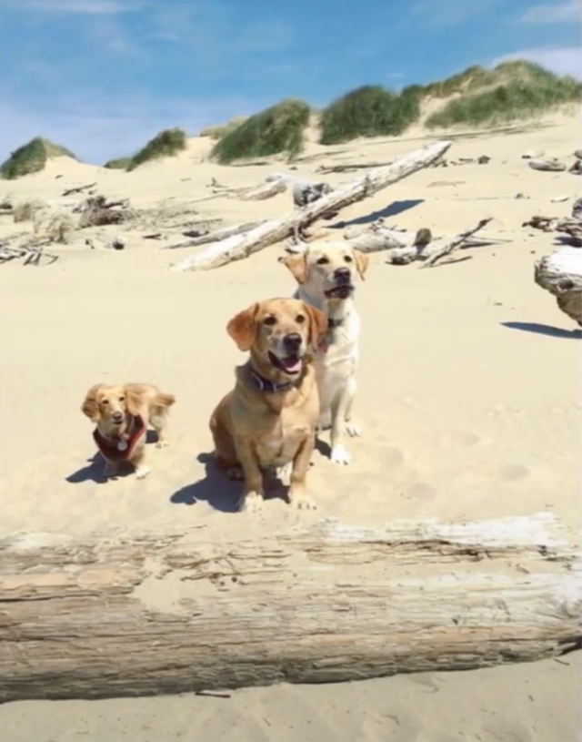 Three dogs at beach