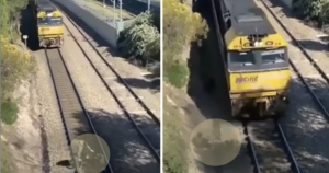 Dog on train tracks video