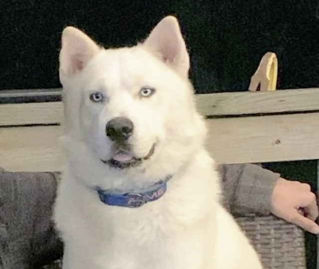 White Husky rescued from abuse