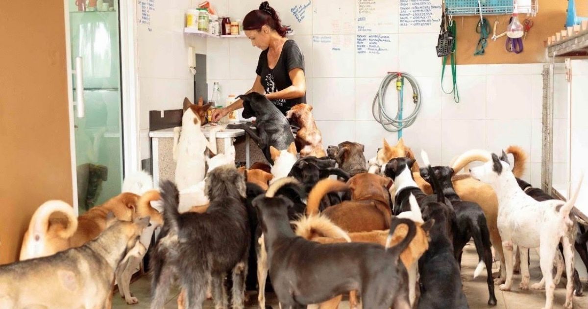 Amber Abroad: Part 8: A Day In The Life Of Caring For Over 200 Dogs In Thailand