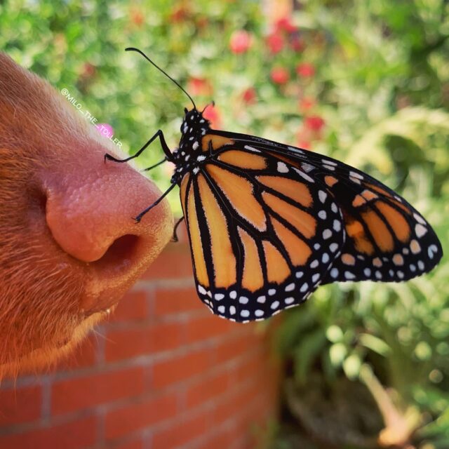 Nose butterfly