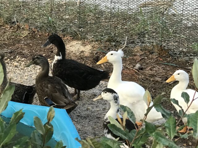 Pet Ducks