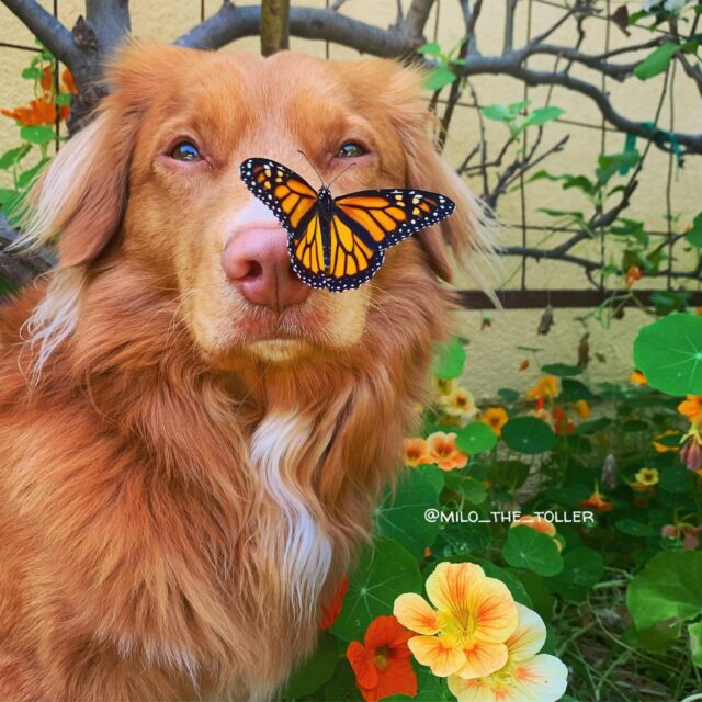 Milo with butterfly 