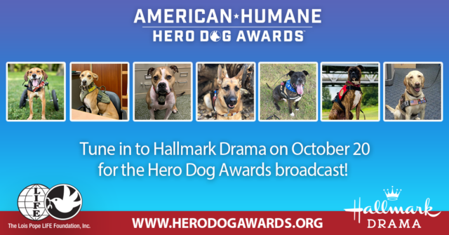 American Hero Dog Finalists