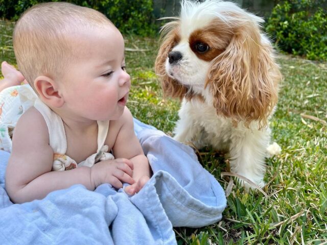 Baby talking to Cavalier King Charles Spaniel