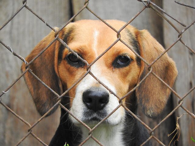Beagle in cage