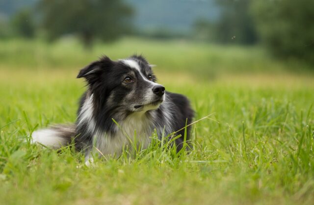 Border Collie in Tall Grass