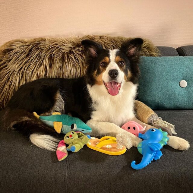 Border Collie with dog toys