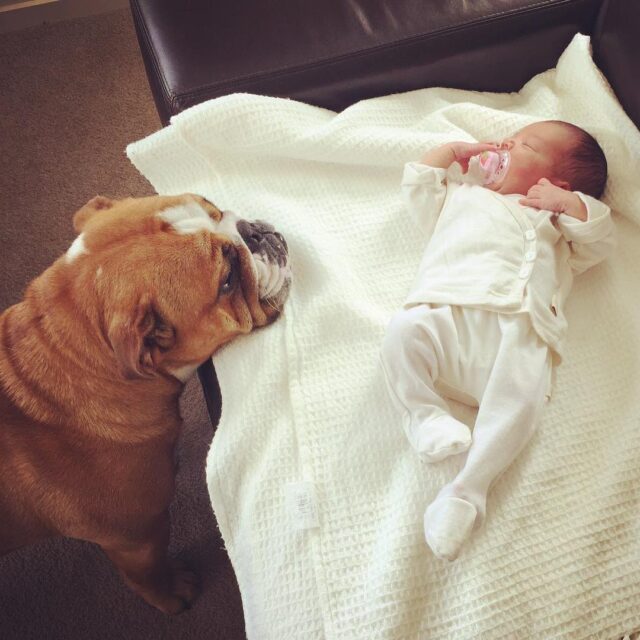 Bulldog and Baby