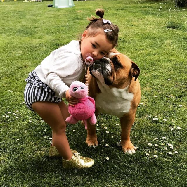 Bulldog kisses human sister