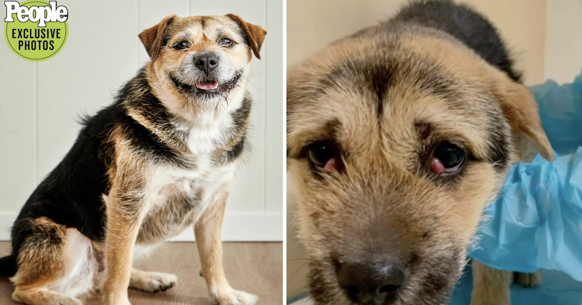 Lamb Chop The Puppy Mill Survivor Is Now The World's Cutest Rescue Dog