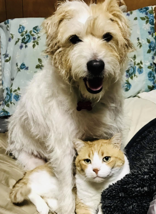 Dog and cat siblings