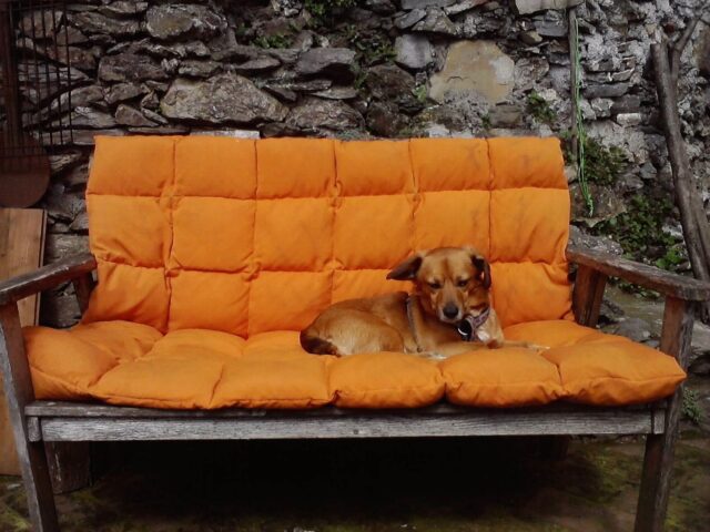 Dog on orange couch