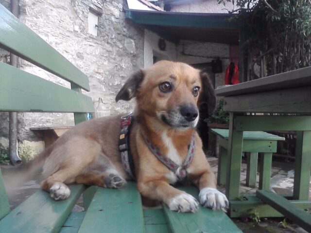 Dog on outdoor bench