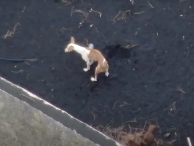 Dog on roof in La Palma
